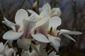Magnolia soulangeana Amabilis-5 Magnolia pośrednia